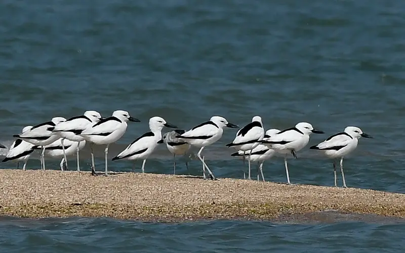 Crab-plovers at Balachadi, Jamnagar, Gujarat. AMSM7208